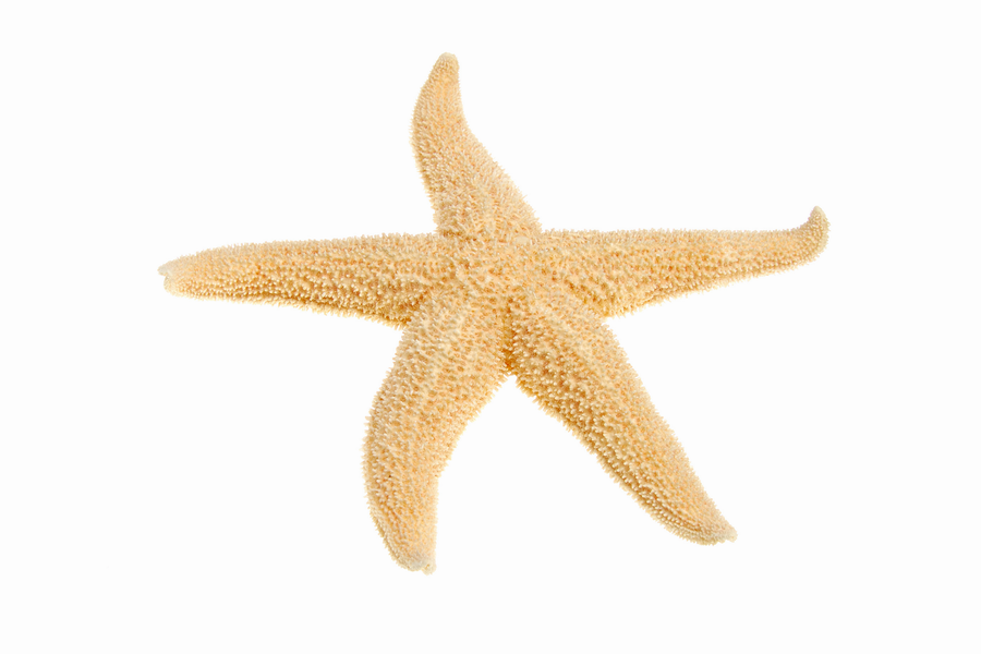 Starfish Yellow